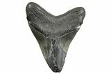 Fossil Megalodon Tooth - South Carolina #362430-2